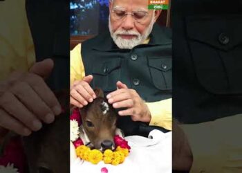 पीएम मोदी के आवास में जन्मी बछिया का नाम दीपज्योती रखा गया #shorts