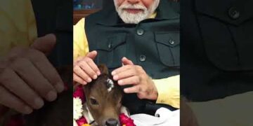 पीएम मोदी के आवास में जन्मी बछिया का नाम दीपज्योती रखा गया #shorts