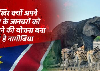 सूखे की वजह से हाथी-जेबरा-हिप्पो समेत 700 से अधिक जानवरों को मारने जा रहा नामीबिया