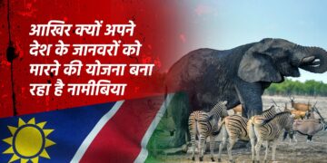 सूखे की वजह से हाथी-जेबरा-हिप्पो समेत 700 से अधिक जानवरों को मारने जा रहा नामीबिया